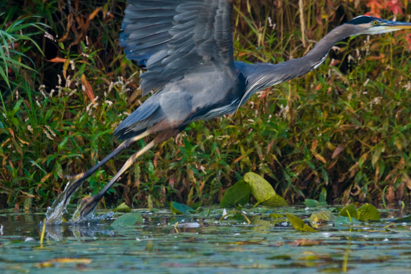 Great Blue Heron Taking Flight